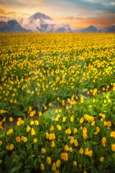 yellow tulips bloom in spring field on a background of mountains and the sunset