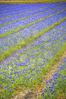 Blue Flowers Murine Hyacinth Buds. field