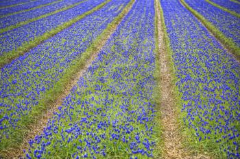 Blue Flowers Murine Hyacinth Buds. field