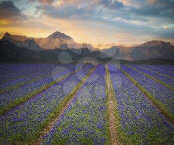 Blue Flowers Murine Hyacinth Buds. field on a background of mountains and the sunset