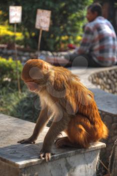 Monkeys in Pashupatinath Temple , Kathmandu, Nepal.