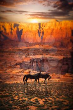 Grand Canyon National Park seen from Desert View. Horses are walking.