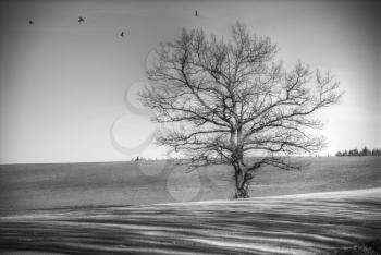 Without leaves a tree in the field stands. Crows are flying. Black and white photography. minimalism