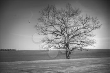 Without leaves a tree in the field stands. Crows are flying. Black and white photography. minimalism