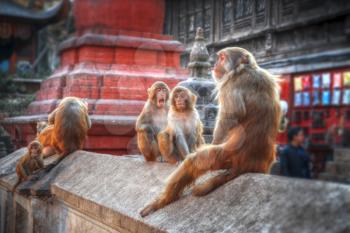 Monkeys in Pashupatinath Temple , Kathmandu, Nepal.