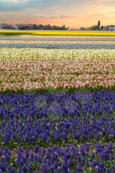 Fields of hyacinths of different colors grow in the Netherlands in the spring