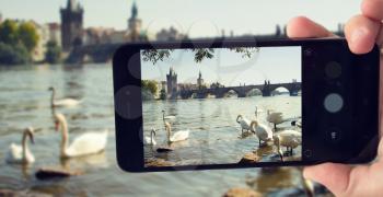 blogger shoots on smartphone swans in Prague