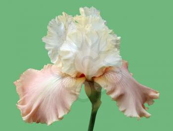 gorgeous blooming iris, isolated flower on green background close-up