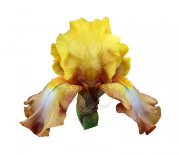 gorgeous blooming yellow iris, isolated flower on white background close-up