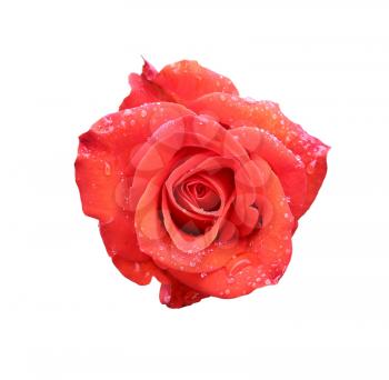 gorgeous red rose isolated on white background with dew drops