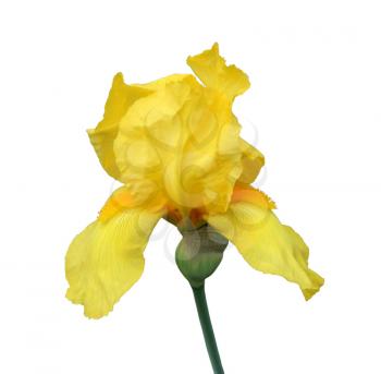 yellow iris flower isolated on white background close-up