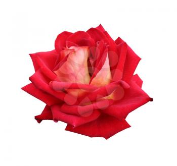 gorgeous red rose isolated on white background