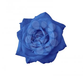 blue blooming rose close-up isolated on white background