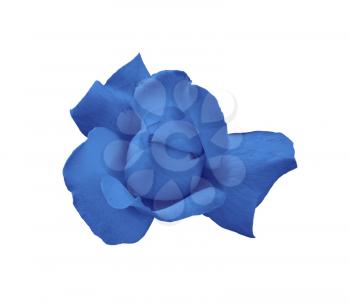 blue blooming rose close-up isolated on white background