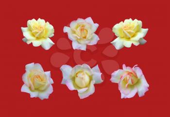 rose Gloria day. Beautiful blooming rose isolated on white background close-up, flower set