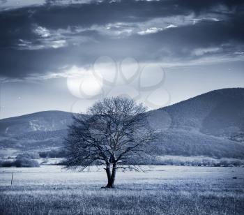 One tree and full moon