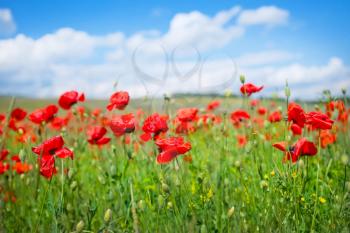 poppy field and blue sky in Crimea