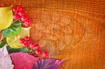 red berry and color autumn leaves on wood