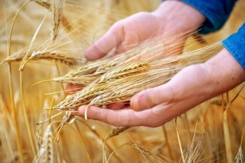 wheat field in Crimea, golden wheat in field