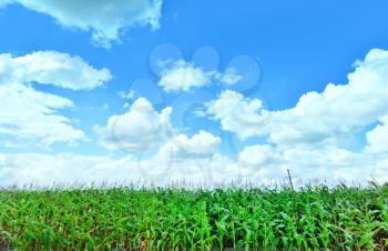 Corn field and blue sky in Crimea