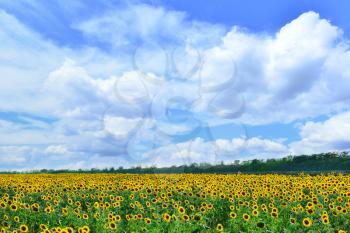 sunflower field in Ukraine, beautiful sunflower field