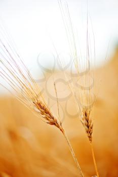 ripe wheat field and blue sky in Ukraine