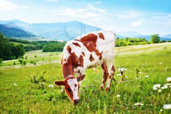 Cow in the field, spring landscape of Crimea