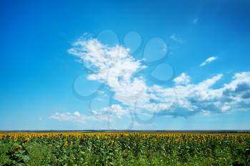 field in summer, sunflowers field, field and blue sky