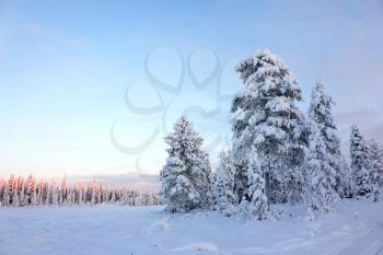 Snowy field and snow-covered pine trees and forest in the distance under clear blue sky at sunset, winter landscape