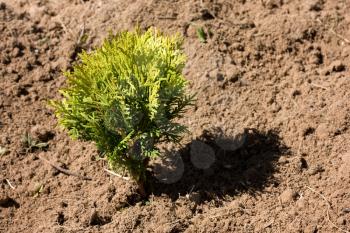 Small young thuja planted in the dry soil
