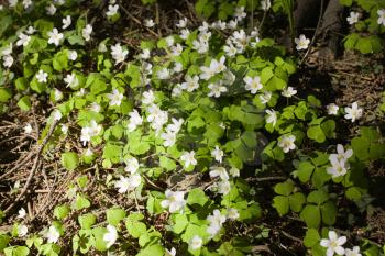 Oxalis flowers under sunlight in the forest