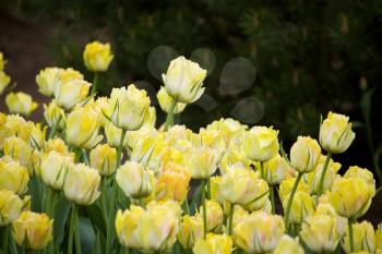 Many beautiful yellow tulips