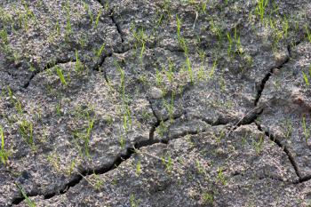 Ecology problems and new young life in nature concept - small young green grass sprouts in dry cracked sandy soil under sunlight closeup view