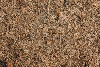 Dry pine needles on the ground closeup view natural background