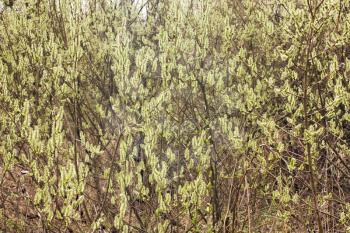 Blooming willow branches under spring sunlight