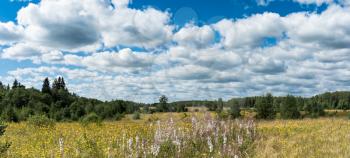 Summer natural agricultural field panoramic landscape: beautiful meadow with yellow wildflowers near forest under summer blue sky with white clouds under bright summer sunlight panorama landscape
