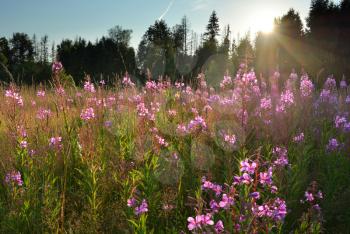 Natural medical herbs grows in nature creative concept: landscape of meadow with willow-herb flowers at sunrise in morning sun light, willow herb, chamaenerion angustifolium, epilobium angustifolium