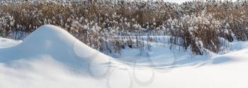 Winter natural panorama landscape: snowy snow-covered hill near the dry snow-covered grass ears on a flat snow surface under bright sunlight