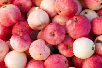 Rich harvest of many ripe red apples closeup view natural background