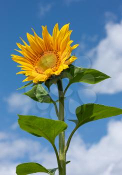 Beautiful bright yellow sunflower under the summer blue sky with clouds under bright sunlight whith yellow petals and green leaves close-up view