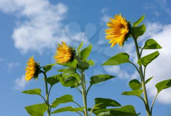 Beautiful bright yellow sunflowers under the summer blue sky with clouds under bright sunlight whith yellow petals and green leaves