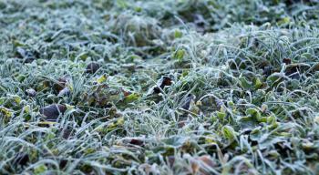 Grass in frost covered with hoarfrost in cold season under bright light, shallow depth of field, selective focus.