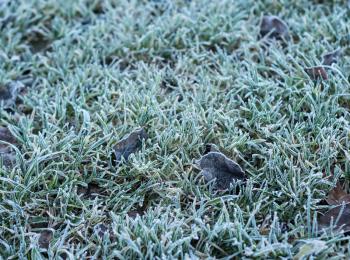 Grass with leaves in frost covered with hoarfrost in cold season, shallow depth of field, selective focus.