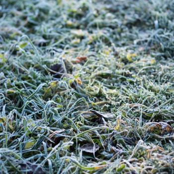 Grass with hoarfrost in cold season under bright sun light, shallow depth of field, selective focus.