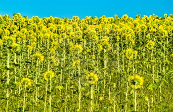 Sunflowers in a field - Kursk Region of Russia