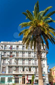 Palm tree and a French colonial building in Oran, a major city in Algeria, North Africa