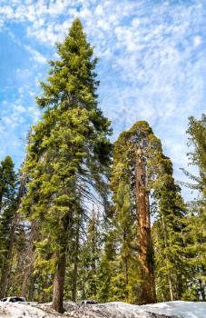 The Giant Forest in Sequoia National Park - California, United States