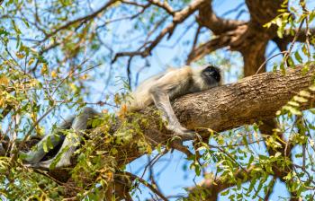 Gray langur monkeys at Sahasralinga Talav in Patan - Gujarat State of India