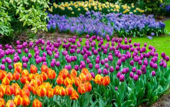 Colorful tulips at the Keukenhof in the Netherlands. One of the world's largest flower gardens