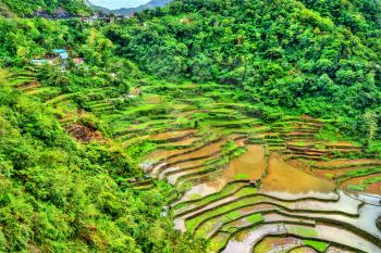 Bangaan Rice Terraces - Ifugao, Luzon Island, the Philippines